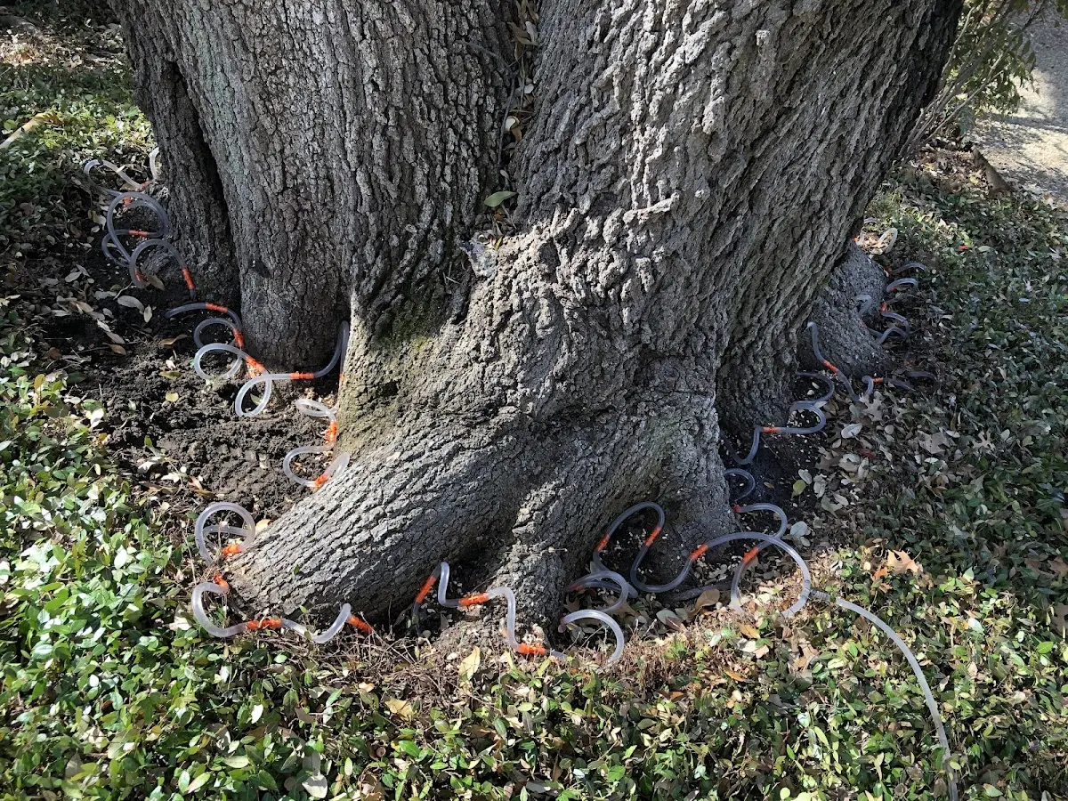 Detailed Tree Cabling and Bracing job site in Burgoon