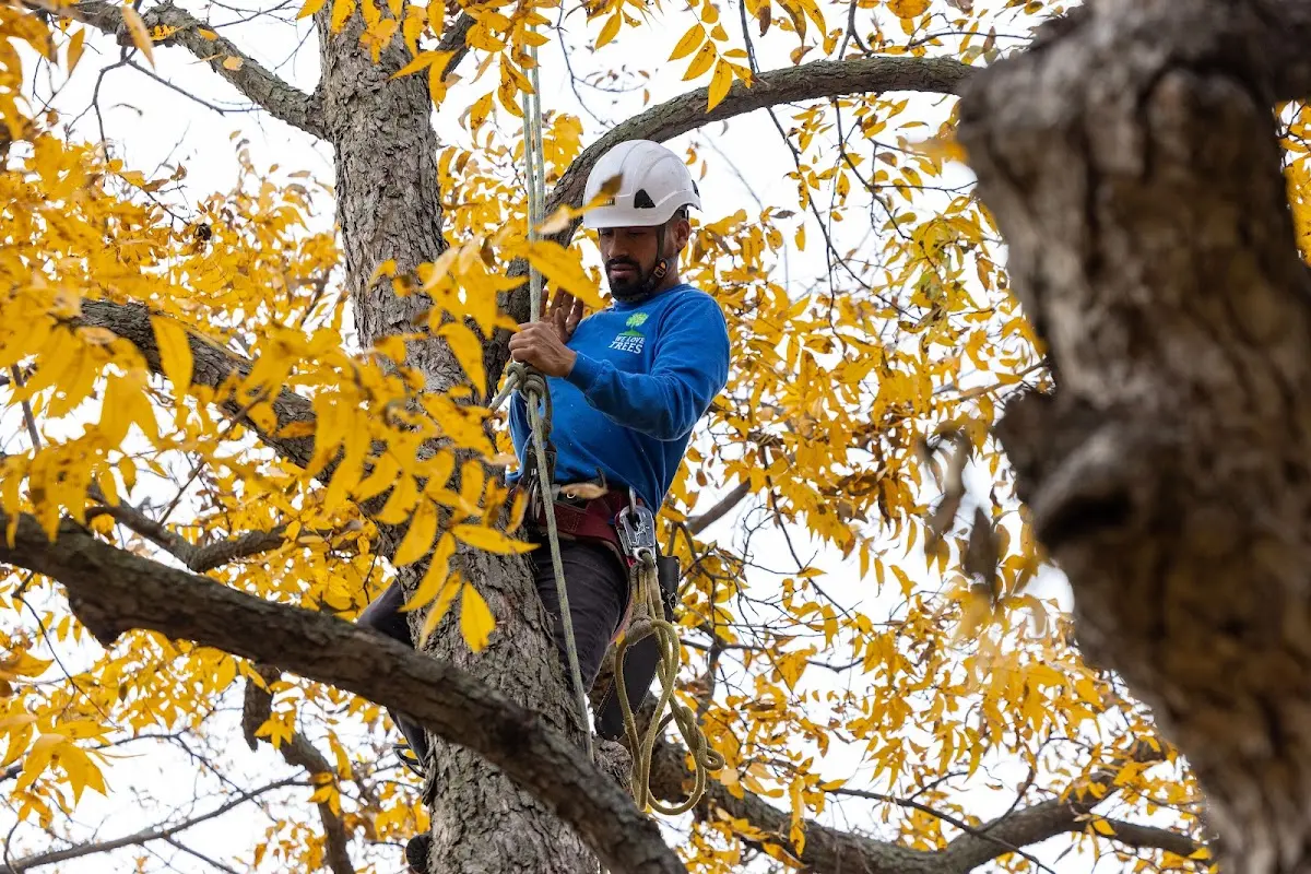 Skilled Tree Transplanting crew working in Burgoon